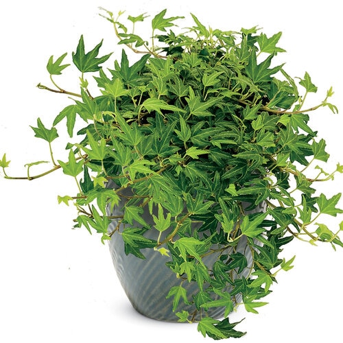 Hedera Helix Needlepoint English Ivy SiteOne