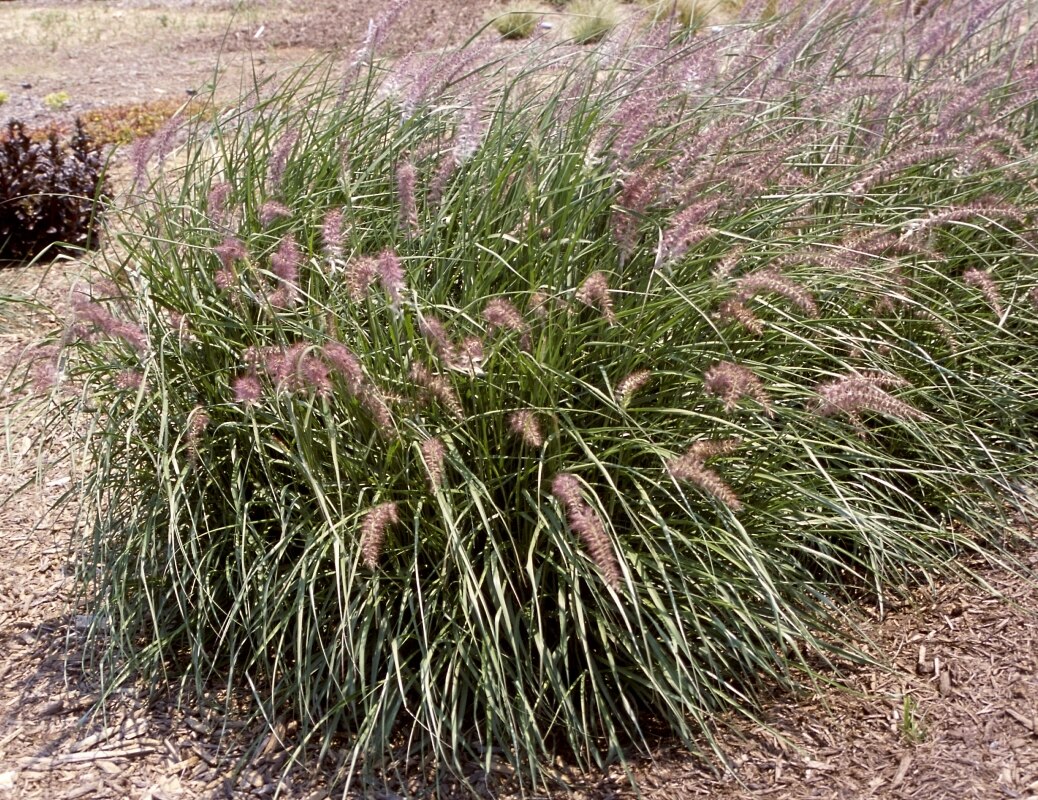 Pennisetum Orientale Karley Rose Oriental Fountain Grass 5 Flowers
