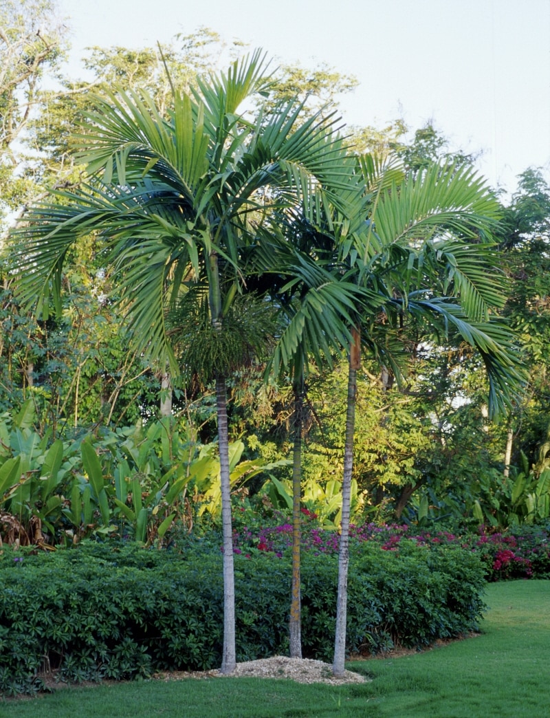 Ptychosperma Elegans Solitaire Palm SiteOne