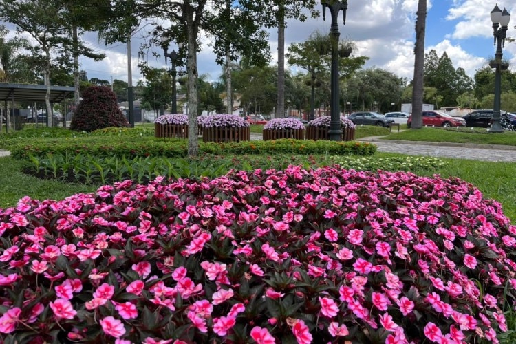 SunPatiens