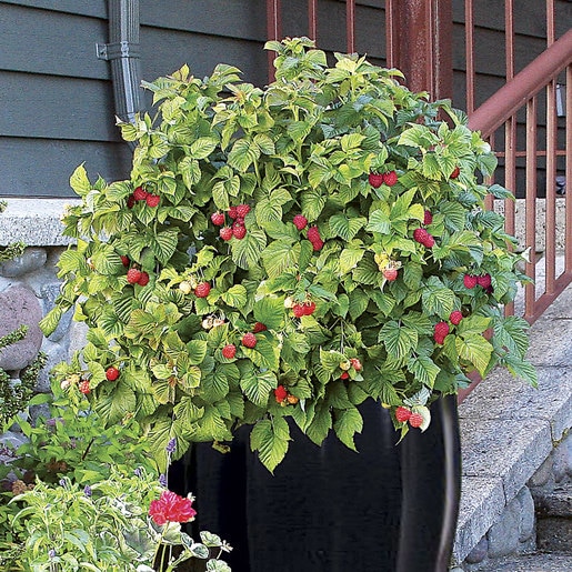 Rubus I Raspberry Shortcake 1 Flowers, Plants & Shrubs SiteOne