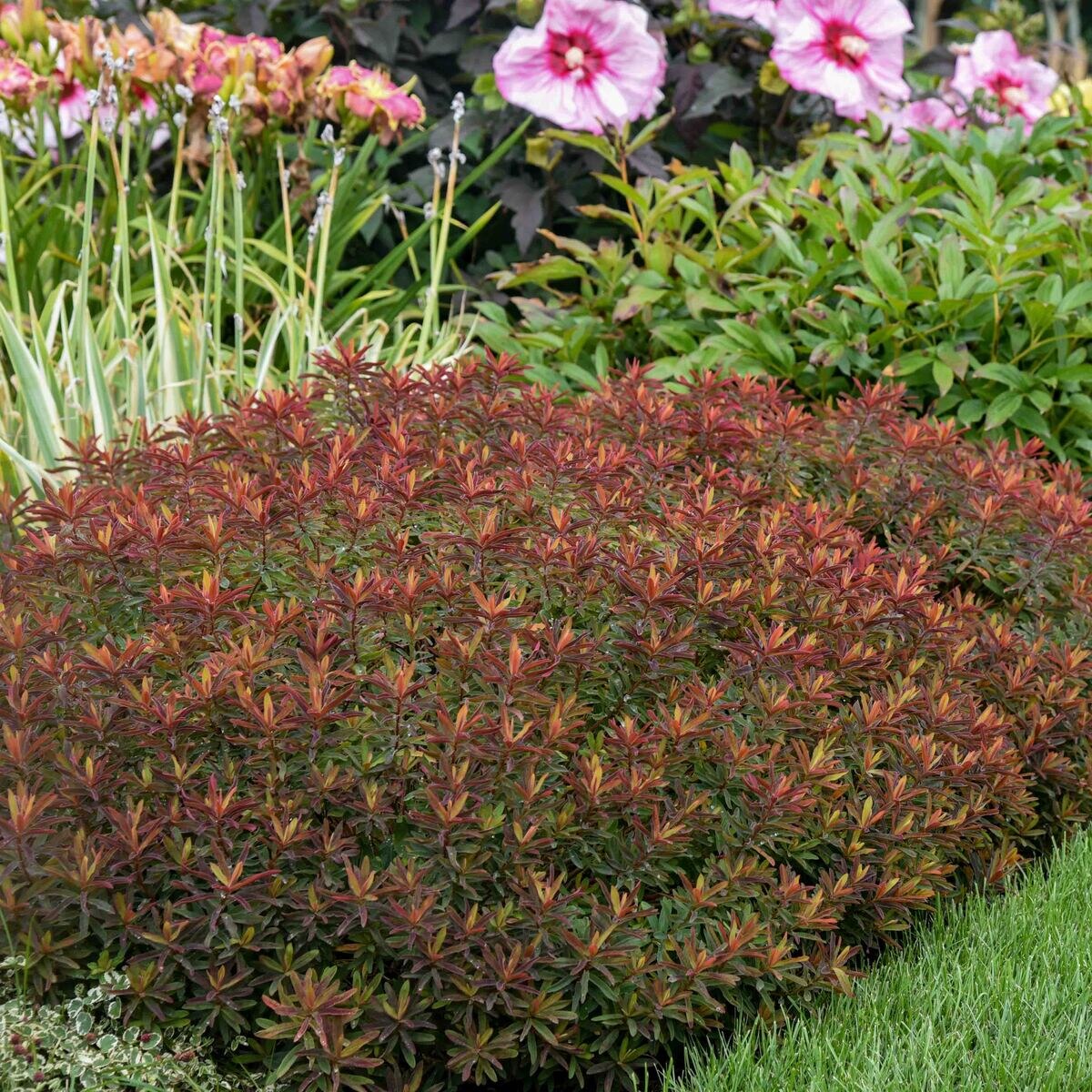 Euphorbia Polychroma Bonfire Cushion Spurge | SiteOne