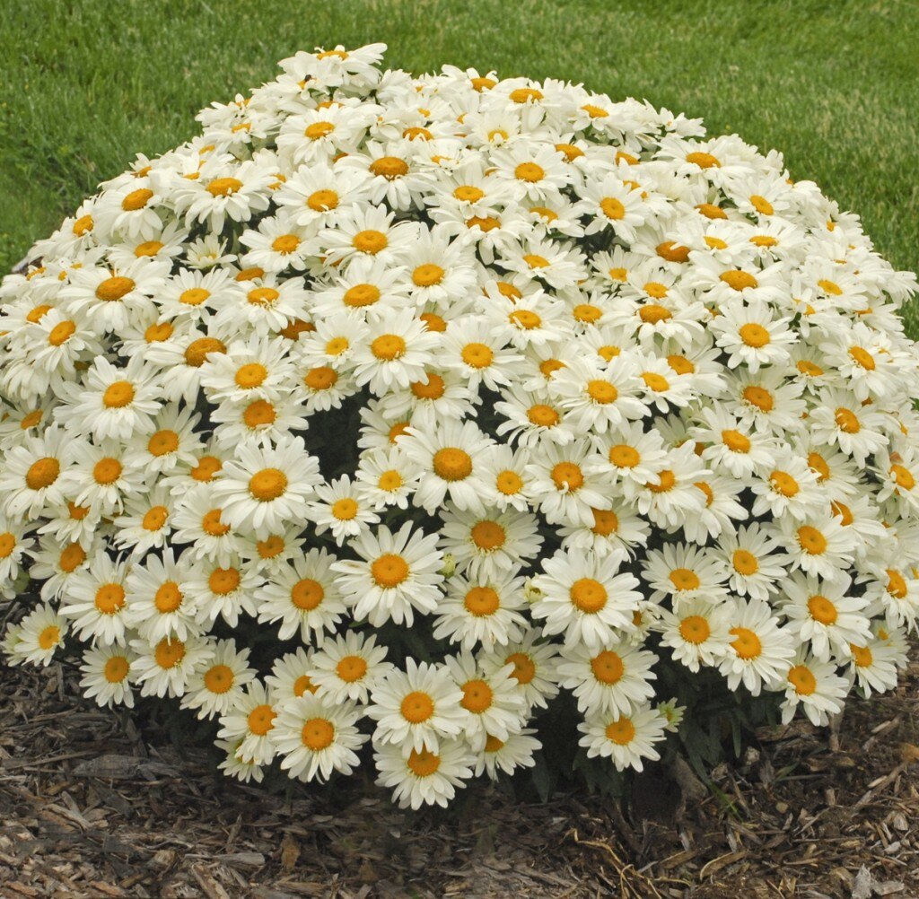 Leucanthemum X Superbum WhoopsaDaisy Shasta Daisy SiteOne