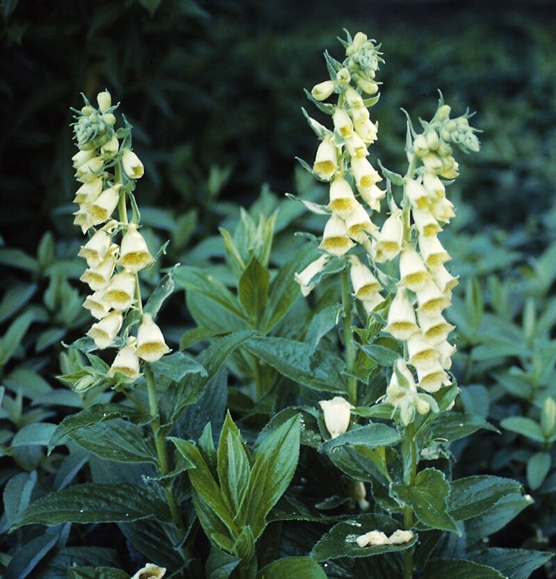 Digitalis Grandiflora Large Yellow Foxglove 1 SiteOne