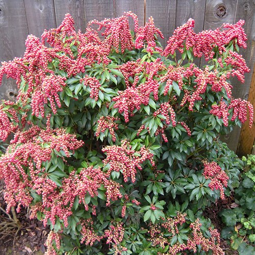 Pieris Japonica Valley Valentine