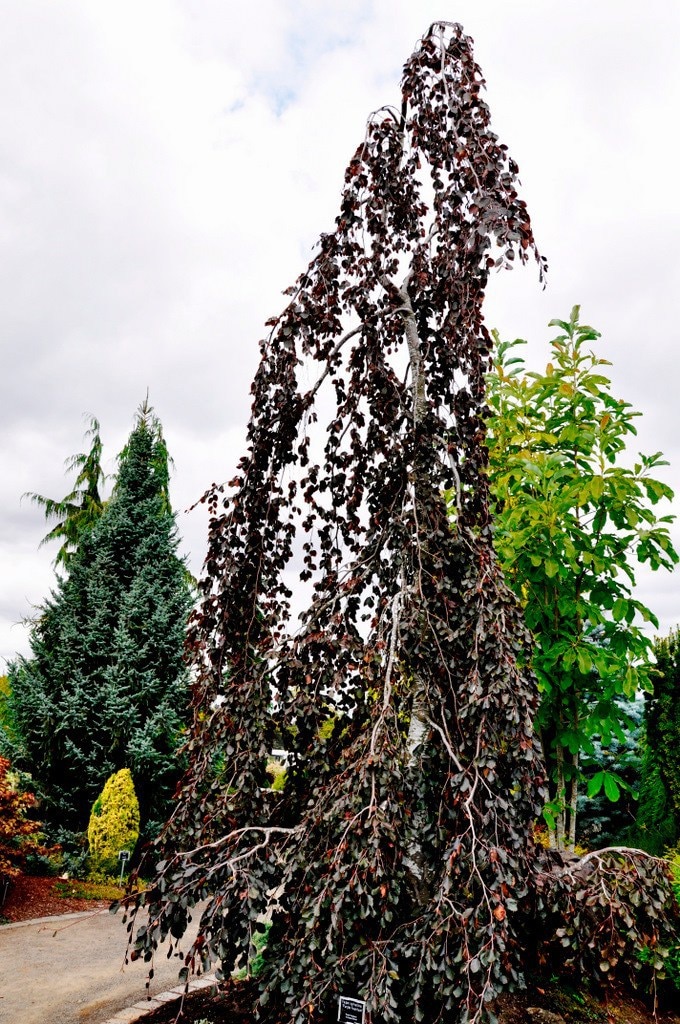Fagus Sylvatica Purple Fountain Weeping Beech | SiteOne