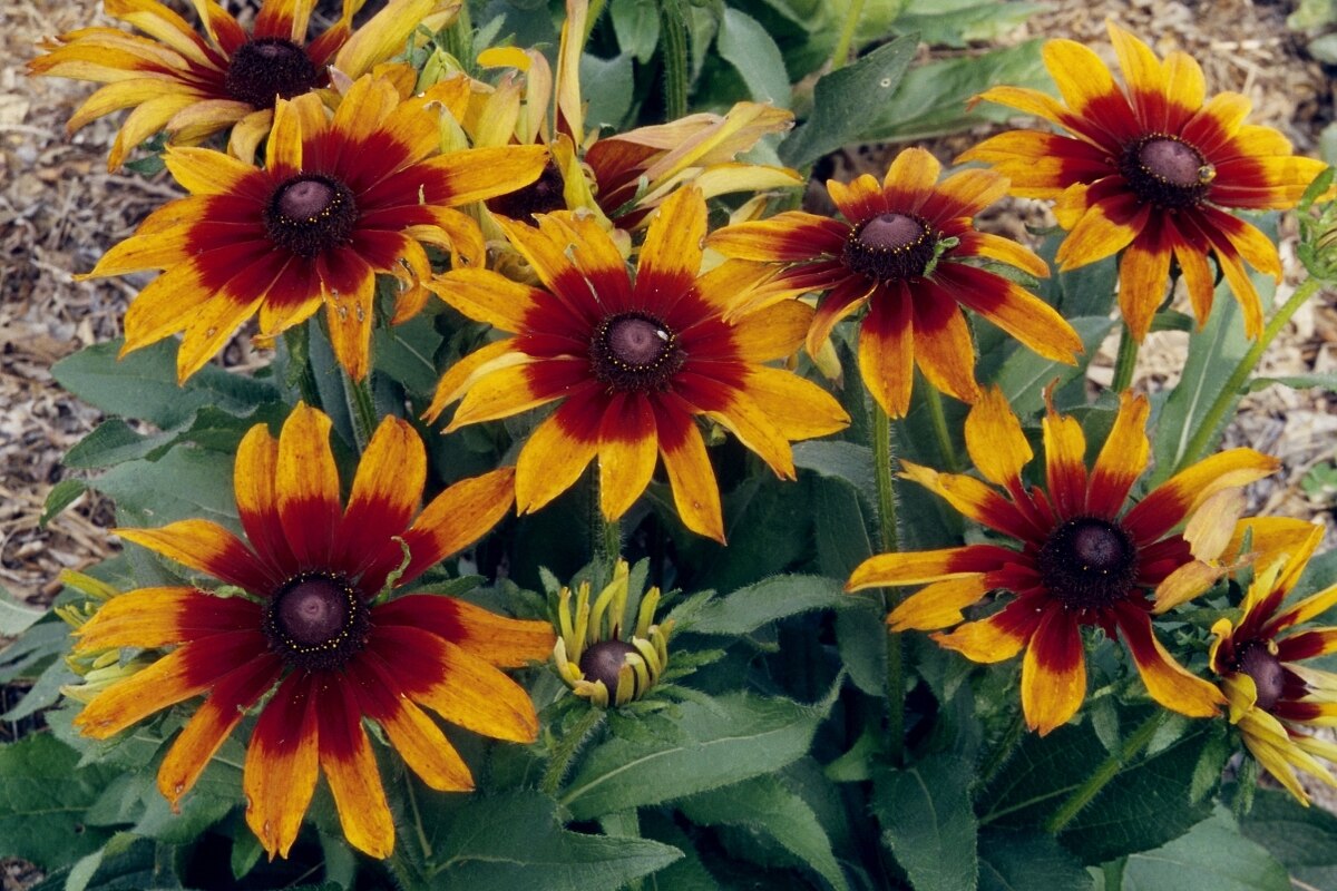 Rudbeckia Hirta Autumn Colors Black-Eyed Susan | SiteOne