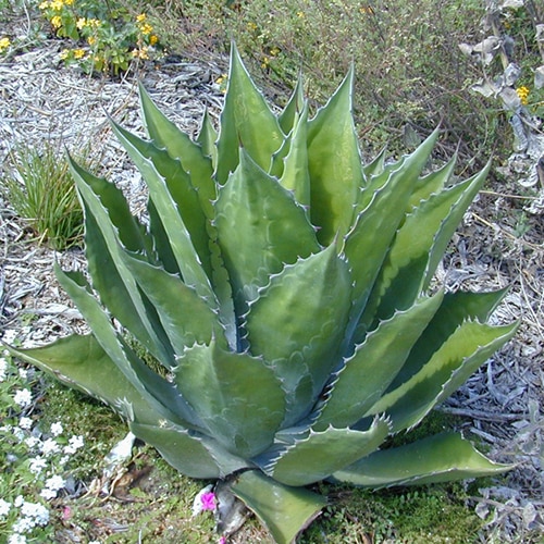 Agave Salmiana var. Ferox Green Goblet Century Plant | SiteOne