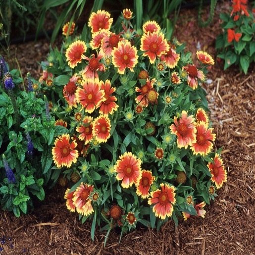 Gaillardia X Grandiflora Goblin Blanket Flower 1 Conta SiteOne