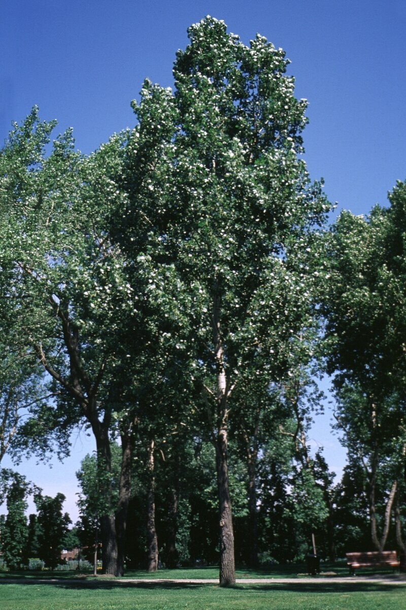 Populus X Canadensis Siouxland Carolina Poplar 2.5 in SiteOne