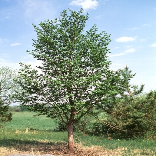Stewartia Tree