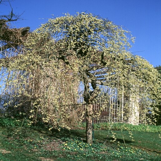 Salix Caprea Pendula Goat Willow 15 Trees SiteOne