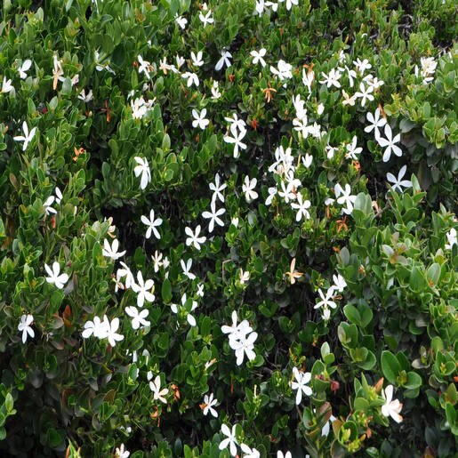 Carissa Macrocarpa Green Carpet Natal Plum 1 SiteOne