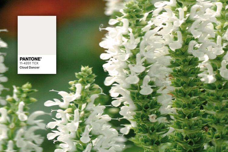 Tendencias de color 2026 para el diseño de jardinería