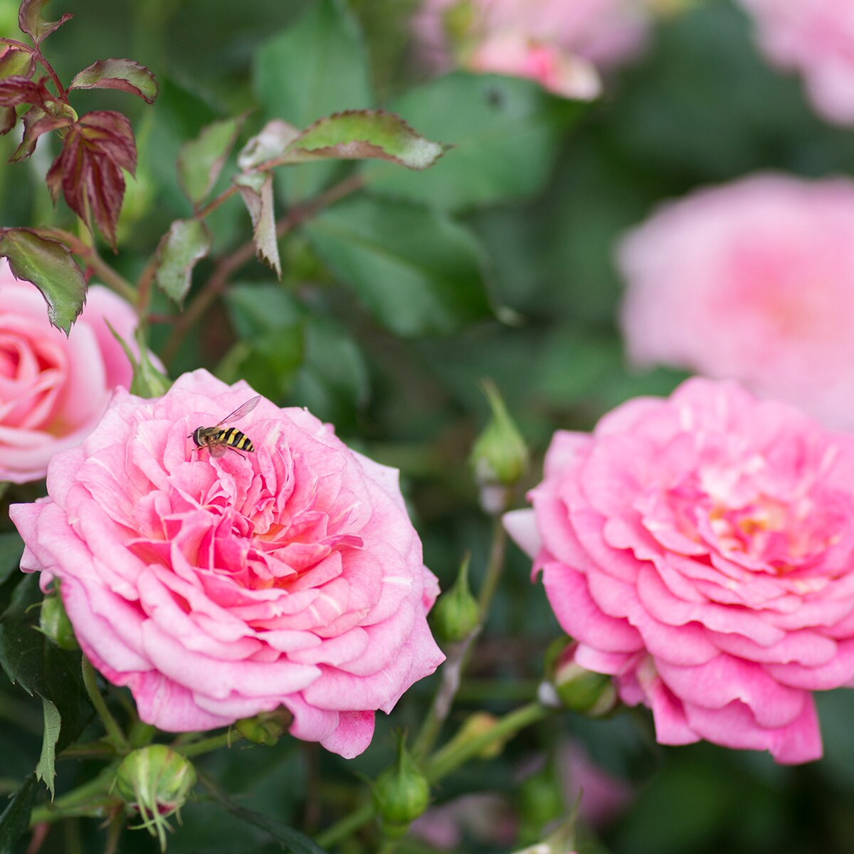 Rosa X Meiswetdom Sweet Drift Rose SiteOne