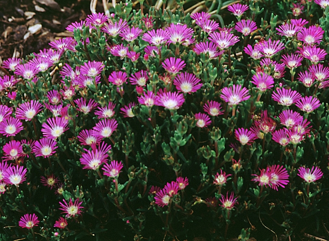 Delosperma Floribunda Starburst Ice Plant 1 Container SiteOne