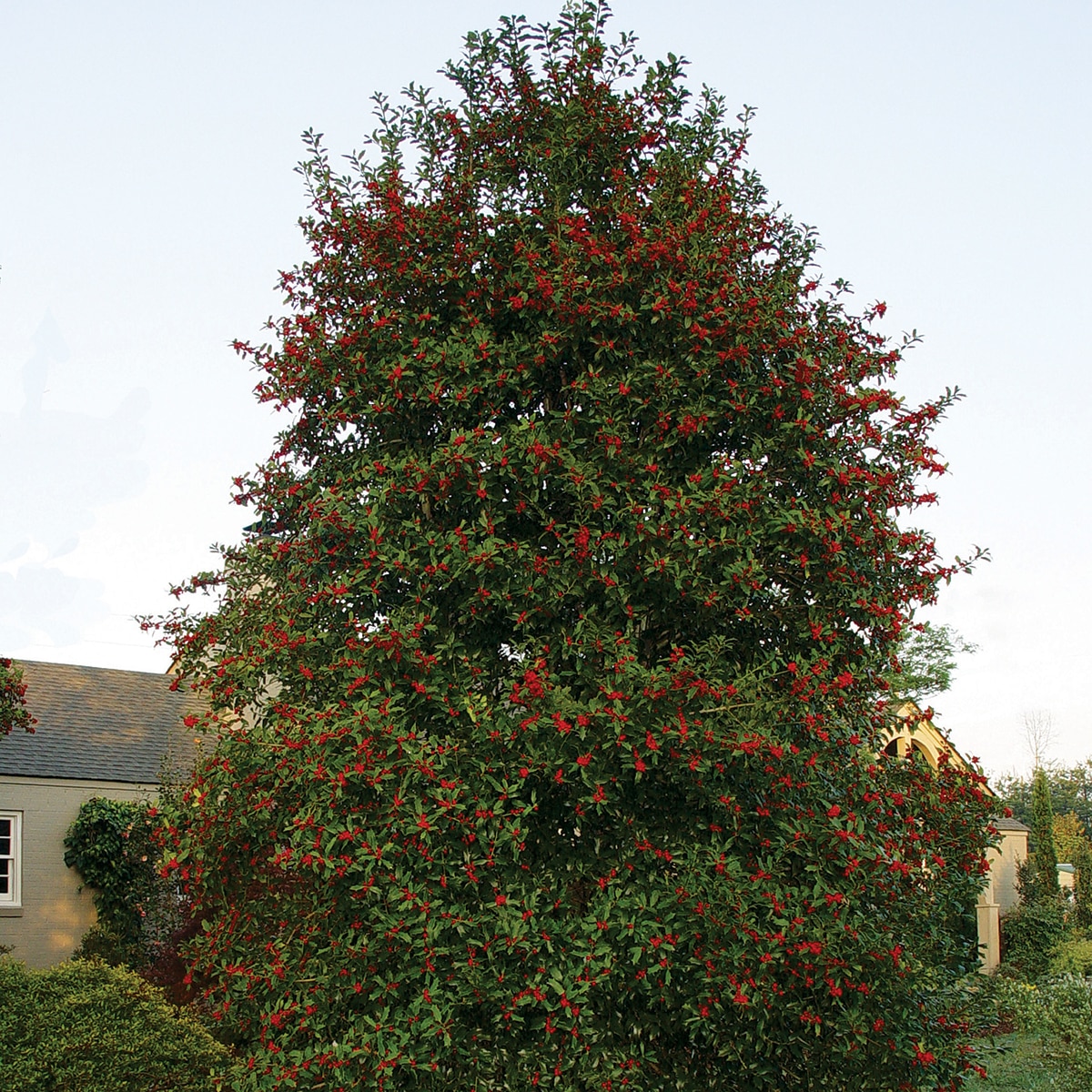 Ilex X Christmas Jewel Holly SiteOne