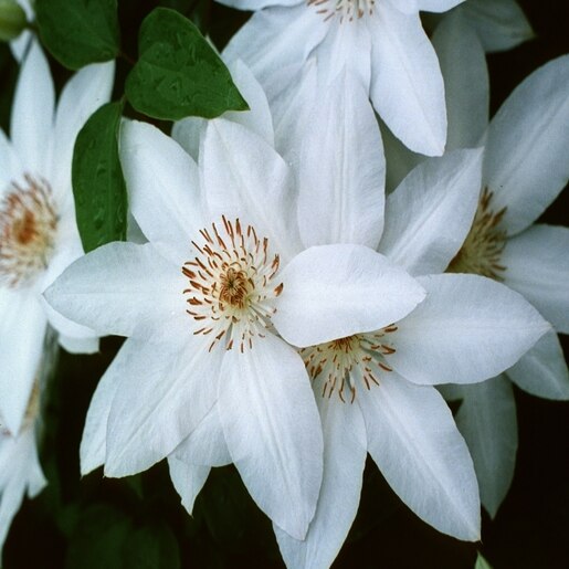 Clematis (Z)(Lanuginosa Group) Henryi Clematis Staked SiteOne