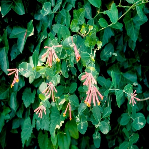 Lonicera Sempervirens Trumpet Honeysuckle 3 Flowers Plants