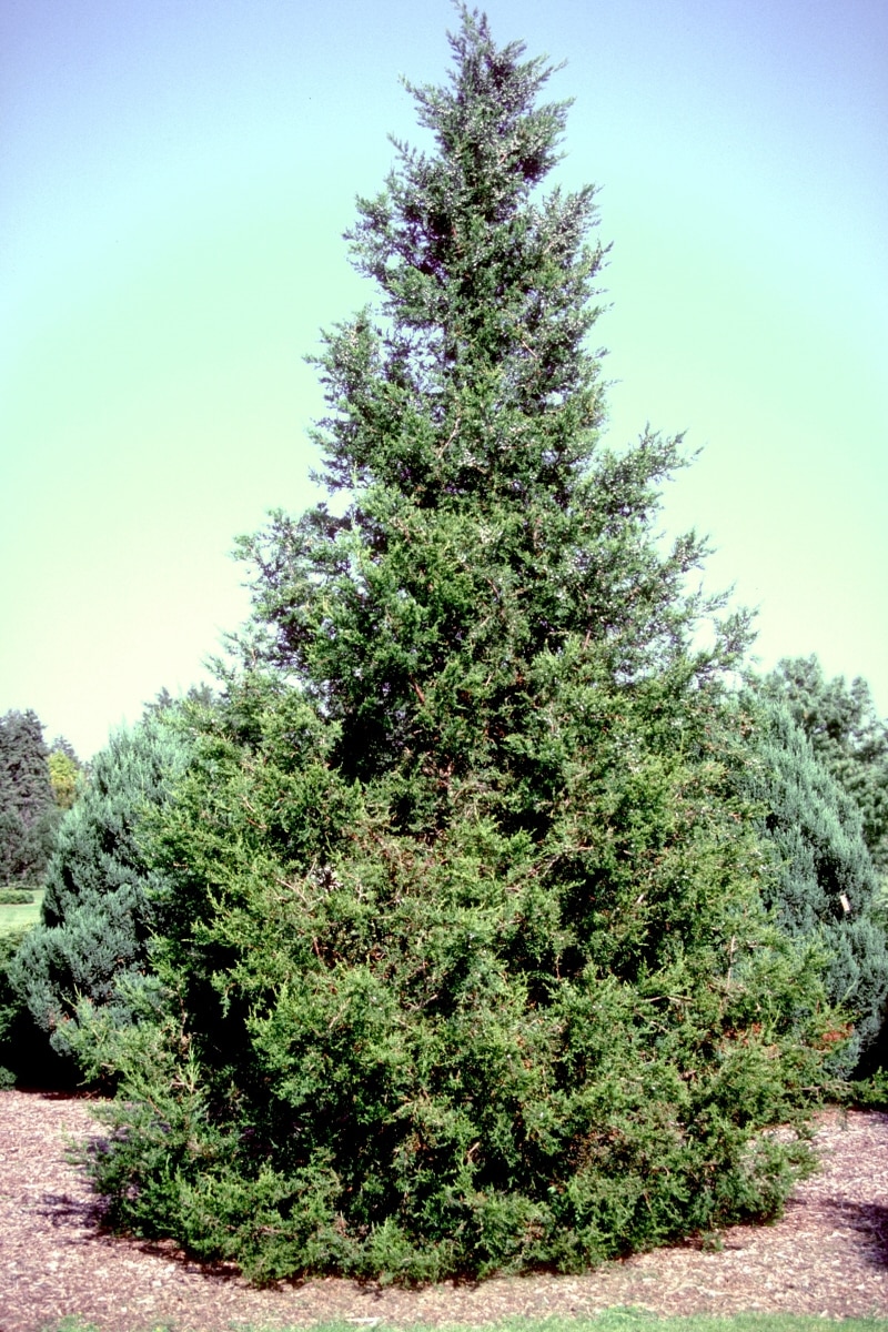 Juniperus Chinensis Fairview Chinese Juniper 5 ft. Heig SiteOne