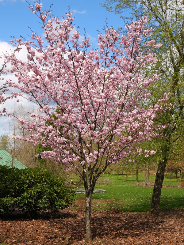 Prunus Sargentii Pink Flair Flowering Cherry | SiteOne