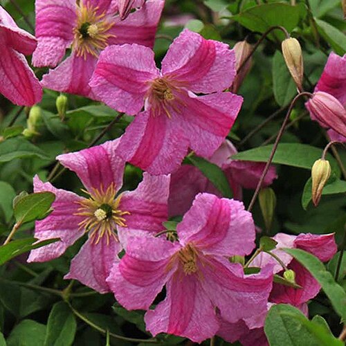 Clematis Krakowiak Pink Mink Proven Winners Clematis SiteOne