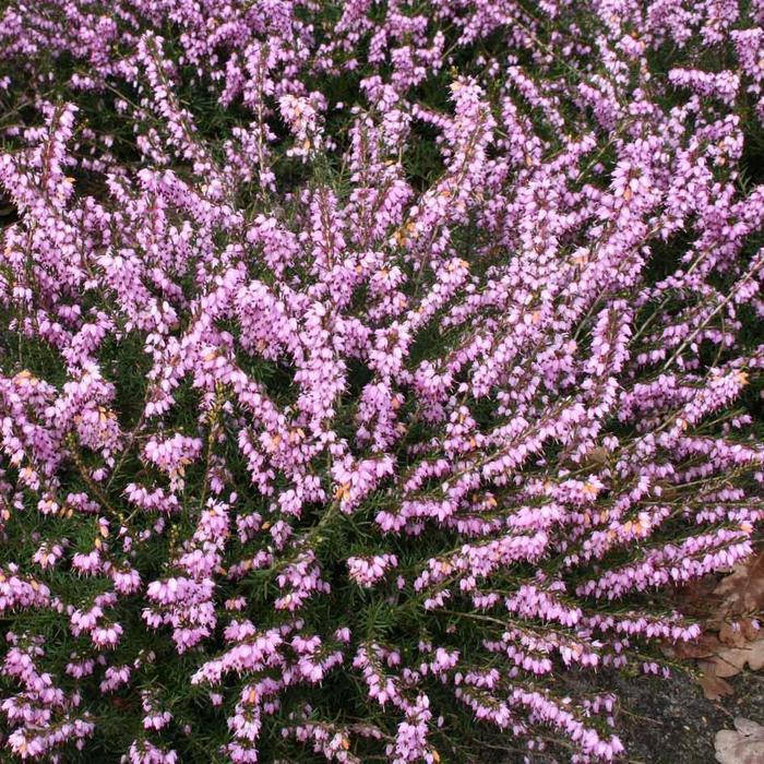 Erica X Darleyensis Mediterranean Pink Winter Heath | SiteOne