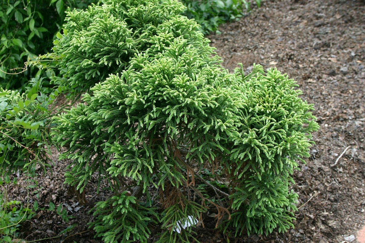 Cryptomeria Japonica Reins Dense Jade Japanese Cedar He SiteOne