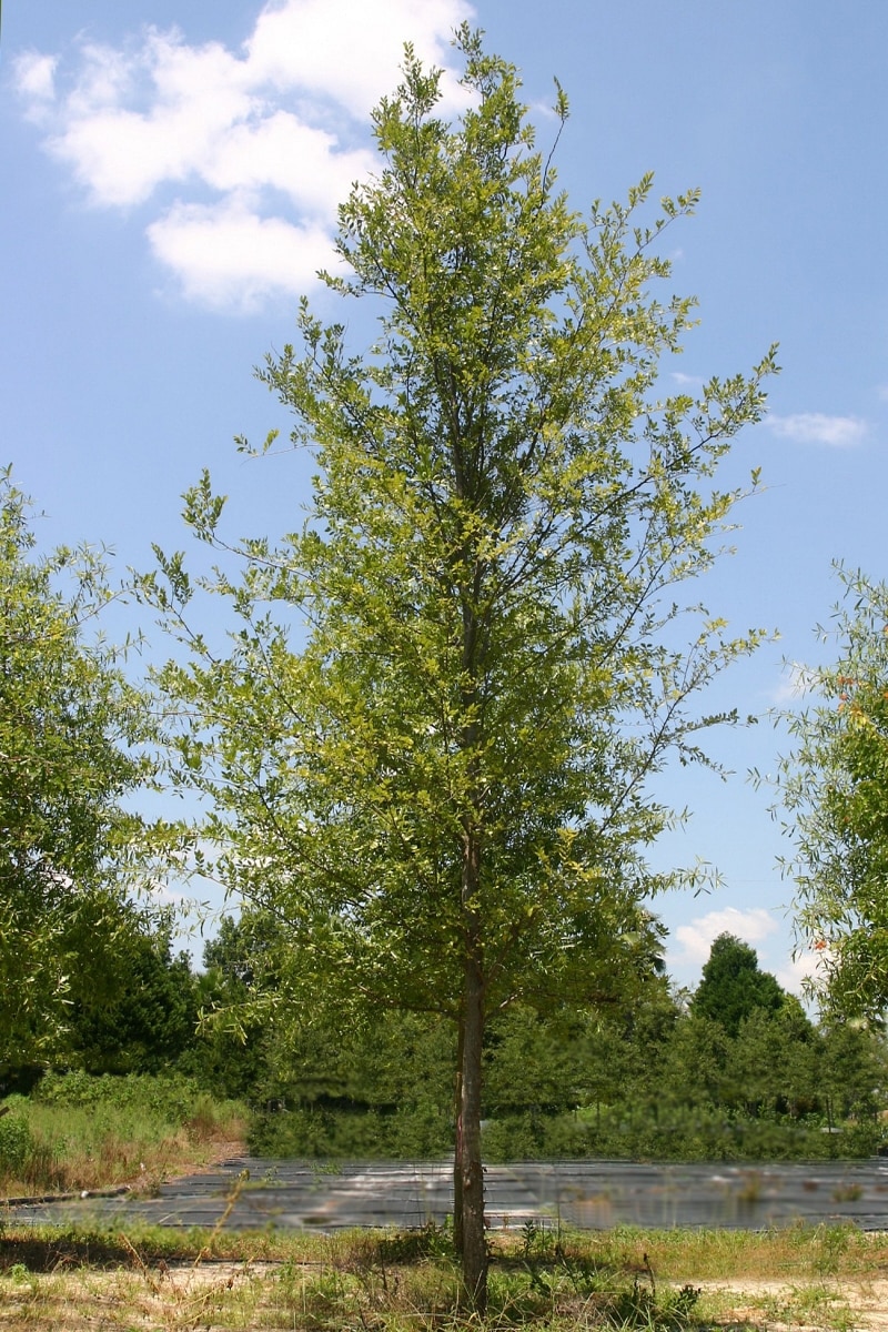 Ulmus Parvifolia Bosque Chinese Elm | SiteOne