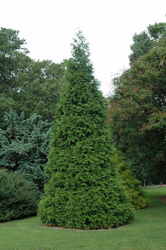 Thuja Standish X Plicata Green Giant Arborvitae SiteOne
