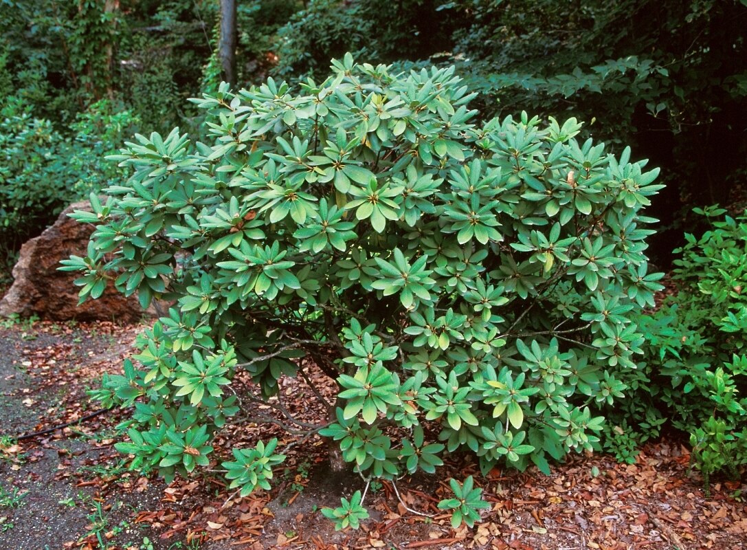 Rhododendron Catawbiense Boursalt Rhododendron SiteOne