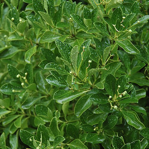Euonymus Japonicus Grandifolius Japanese Euonymus Siteone