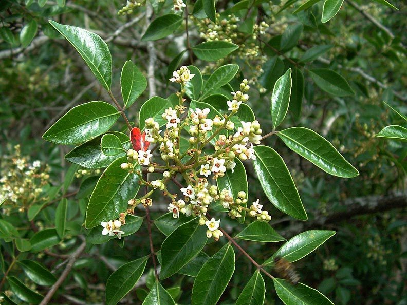 Rhus Virens Evergreen Sumac SiteOne