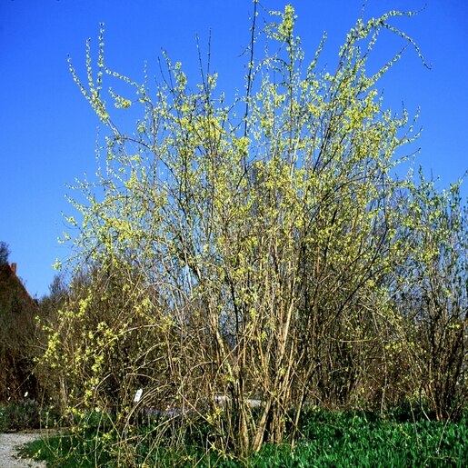 Forsythia Suspensa Weeping Forsythia 3 Siteone