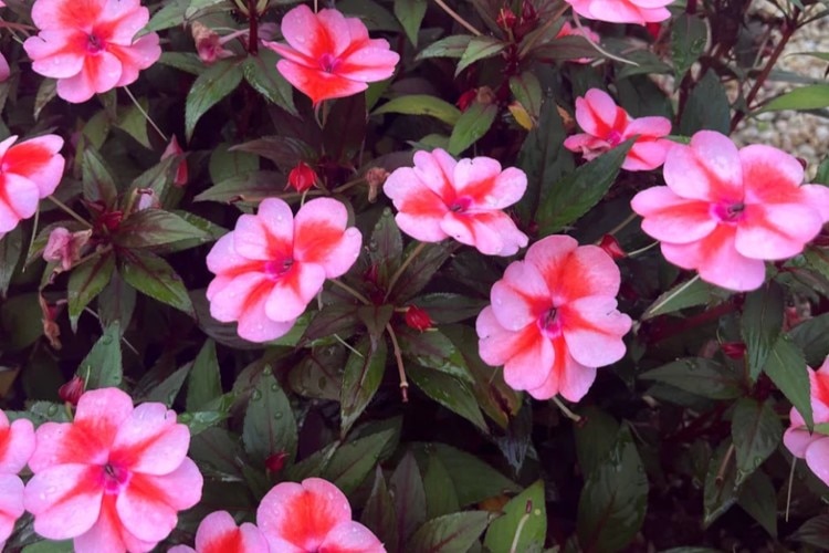 Rendimiento en campo de SunPatiens y mejores prácticas 