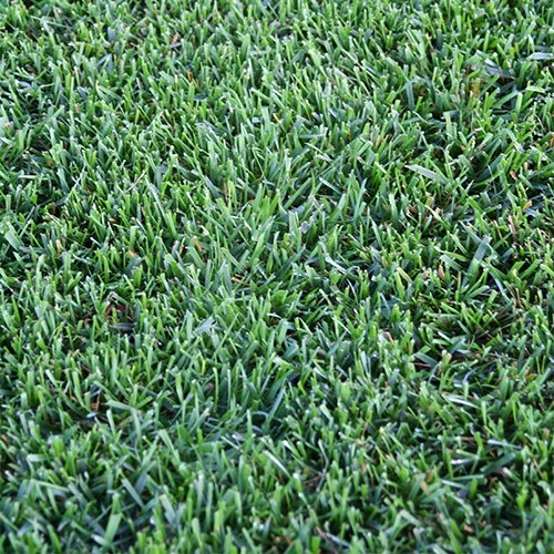 Fescue/Bluegrass Sod SiteOne