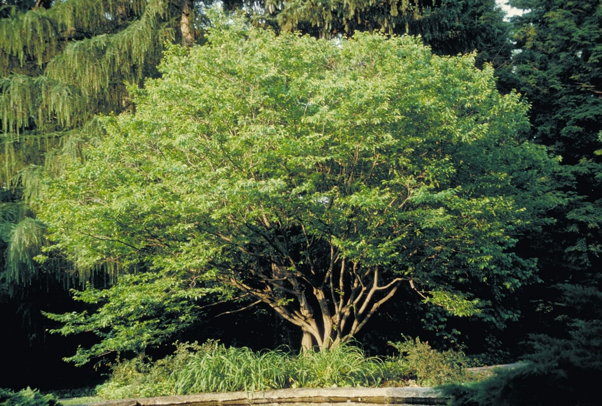 Carpinus Caroliniana American Hornbeam 8 ft. Trees SiteOne