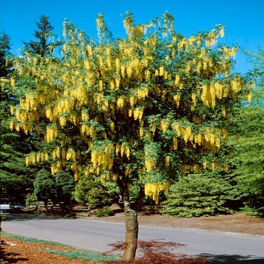 Laburnum X Watereri Vossii Golden Chain Tree 15 Trees SiteOne
