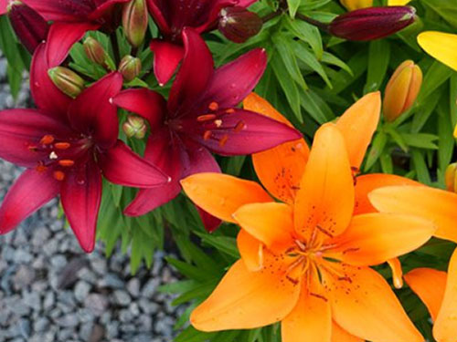 Perennials