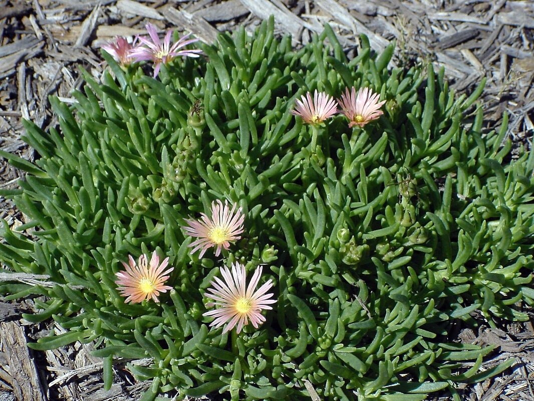 Delosperma Mesa Verde Ice Plant 1 Container SiteOne