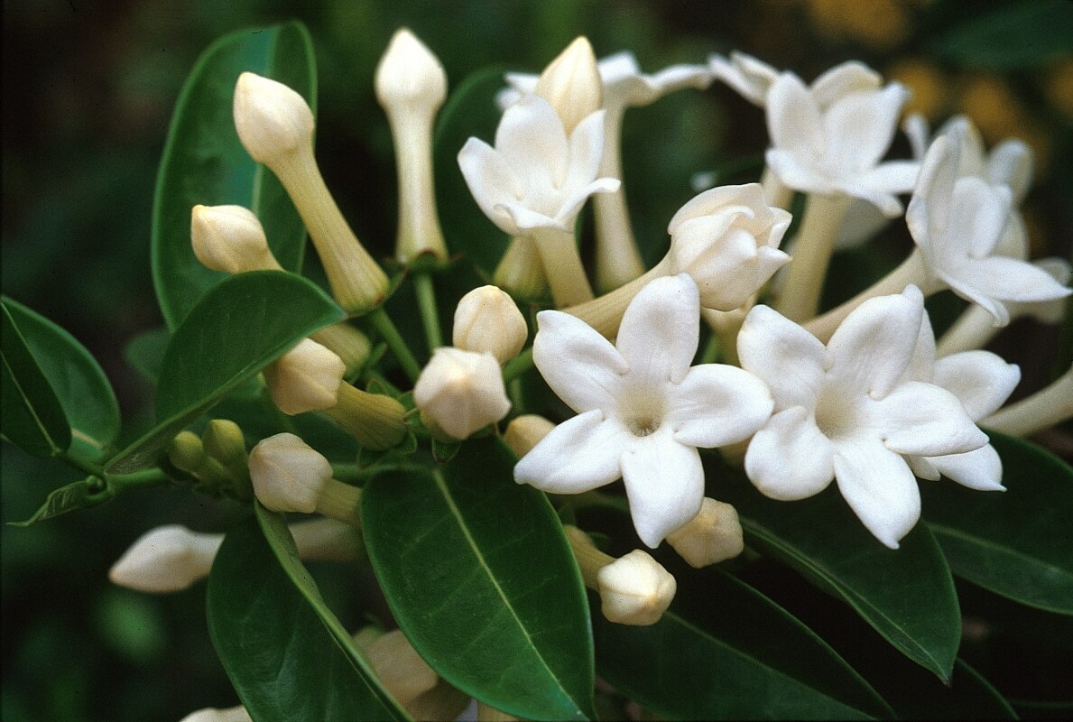 Stephanotis Floribunda Bridal Wreath Flowers, Plants & Shrubs SiteOne
