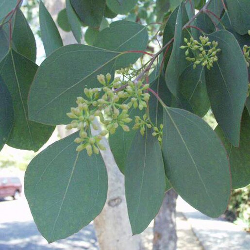 Eucalyptus Polyanthemos Redbox | SiteOne