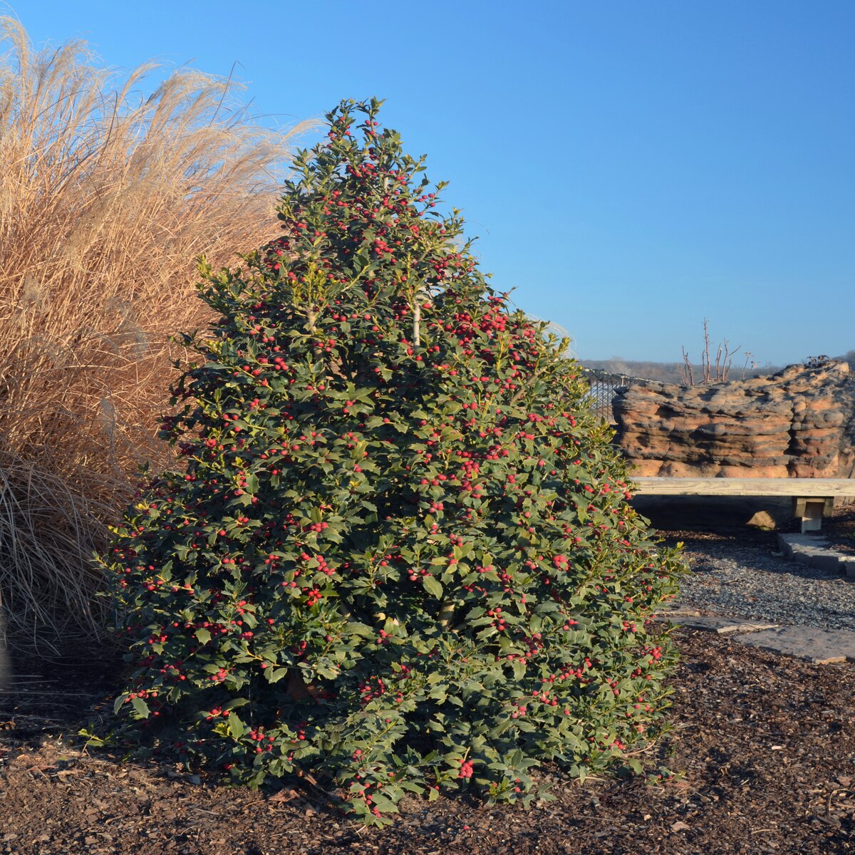 Ilex X Christmas Jewel 7 Trees SiteOne