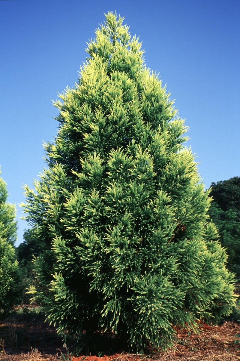 Cryptomeria Japonica Sekkan Sugi Japanese Cedar SiteOne