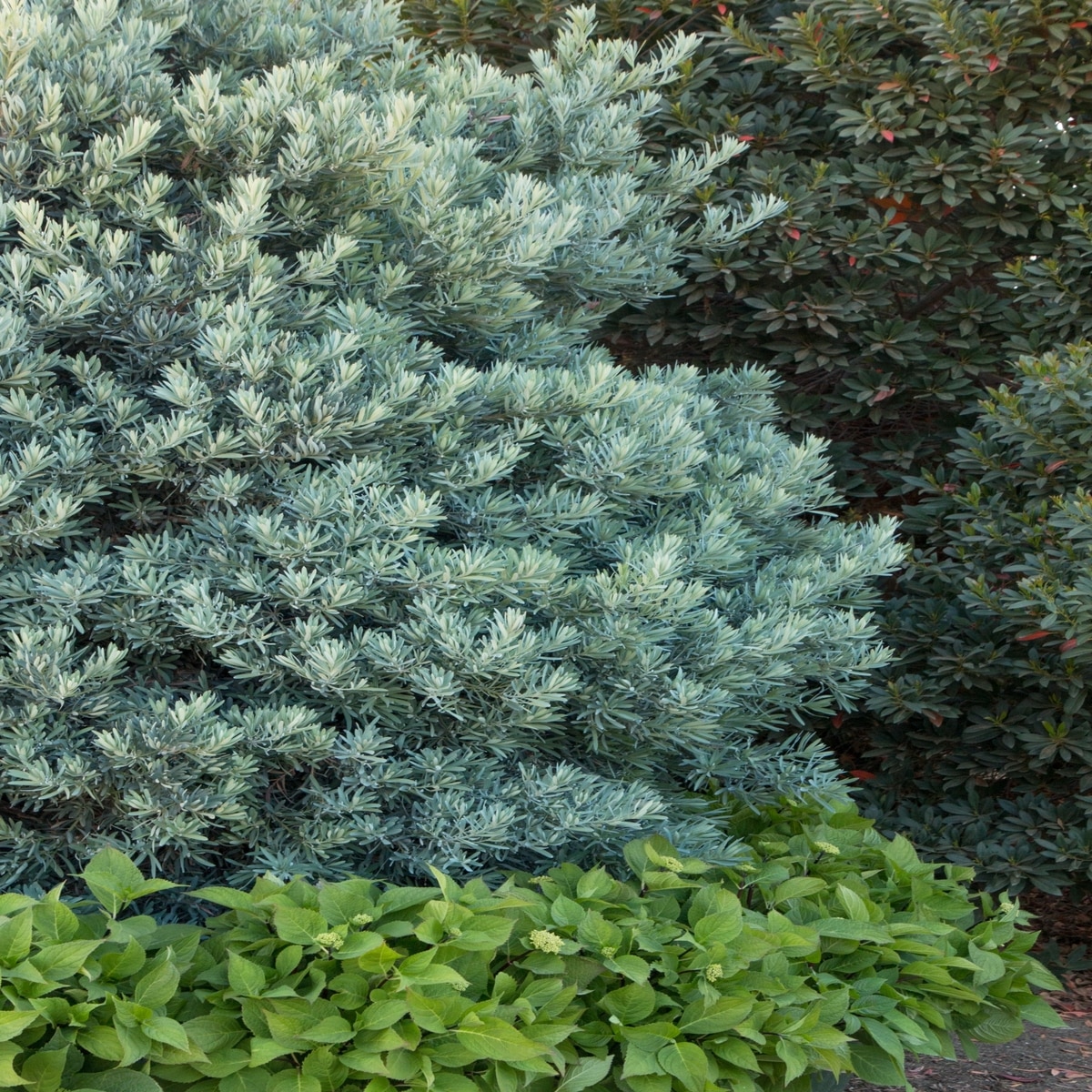 Podocarpus Elongatus Monmal Icee Blue Yellowwood SiteOne