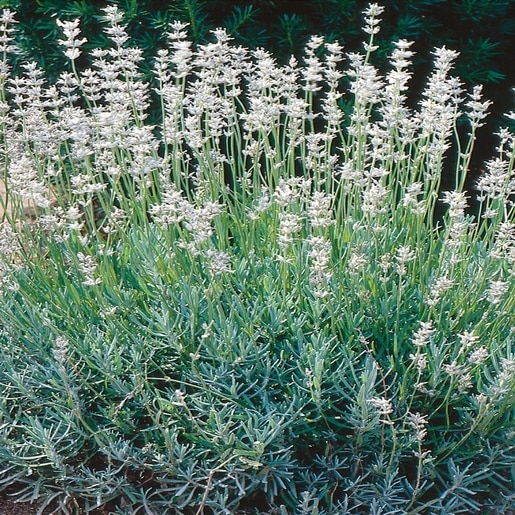 Lavandula Angustifolia Jean Davis English Lavender 1 C Siteone