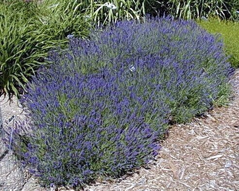 Lavandula Angustifolia Hidcote English Lavender 1 Siteone