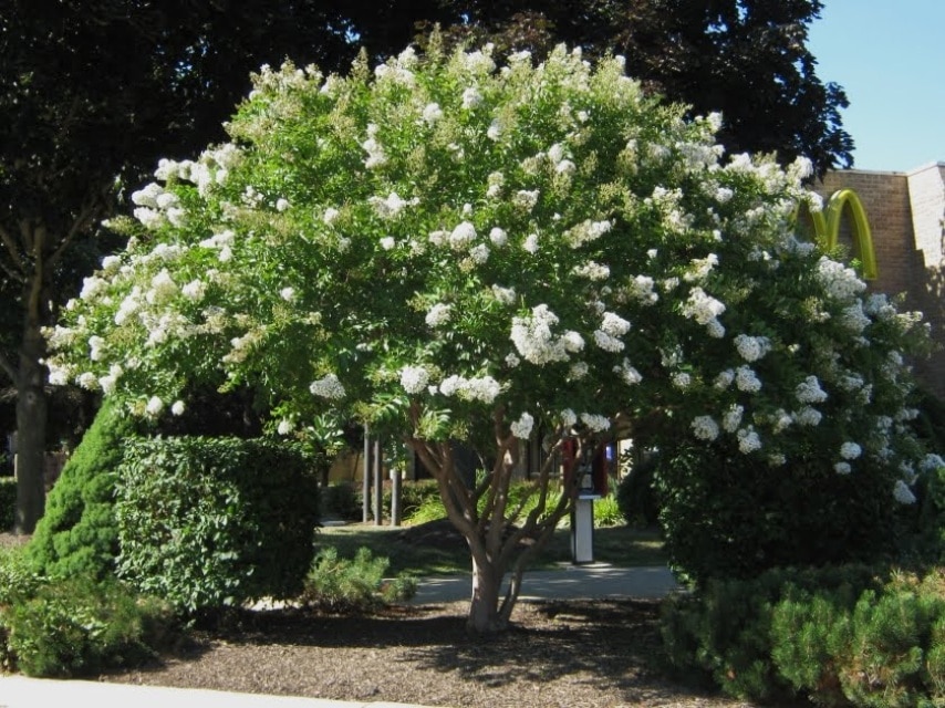 Sarahs Favorite Crepe Myrtle