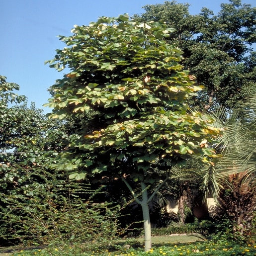 Firmiana Simplex Chinese Parasol Tree SiteOne