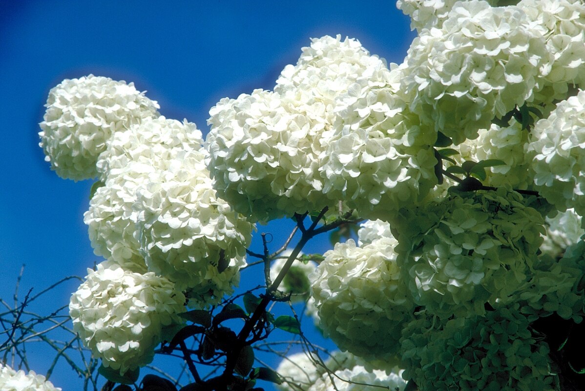 Viburnum Macrocephalum Chinese Snowball Viburnum SiteOne